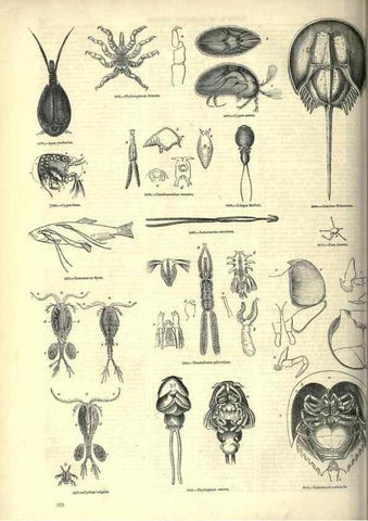 Reproducción/Reproduction 7740137788: The pictorial museum of animated nature .... London :C. Cox,[1844?]