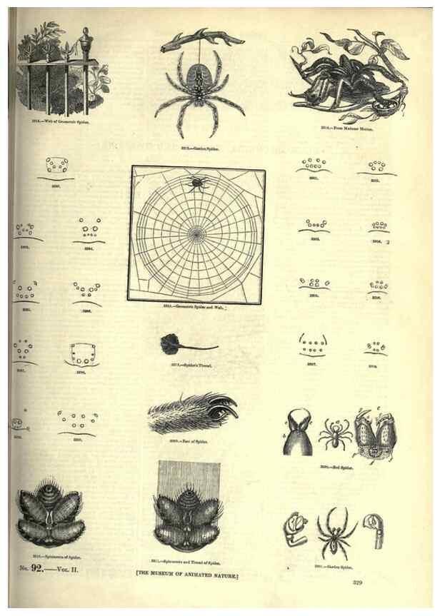 Reproducción/Reproduction 7740138972: The pictorial museum of animated nature .... London :C. Cox,[1844?]