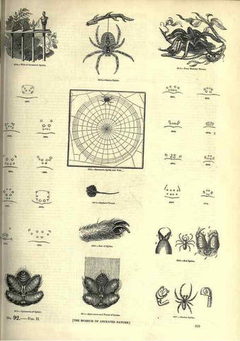 Reproducción/Reproduction 7740138972: The pictorial museum of animated nature .... London :C. Cox,[1844?]