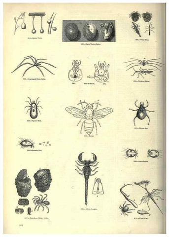 Reproducción/Reproduction 7740140082: The pictorial museum of animated nature .... London :C. Cox,[1844?]