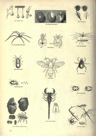 Reproducción/Reproduction 7740140082: The pictorial museum of animated nature .... London :C. Cox,[1844?]