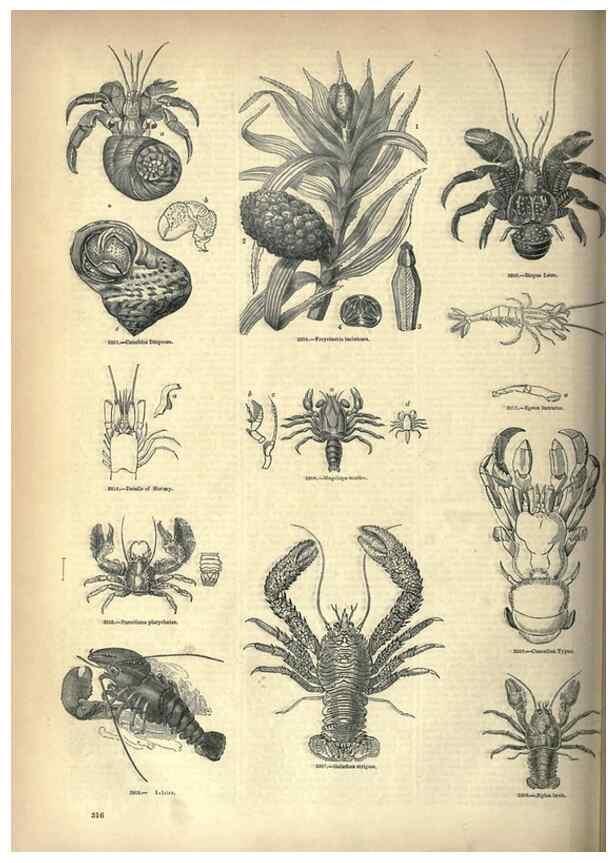 Reproducción/Reproduction 7740130946: The pictorial museum of animated nature .... London :C. Cox,[1844?]