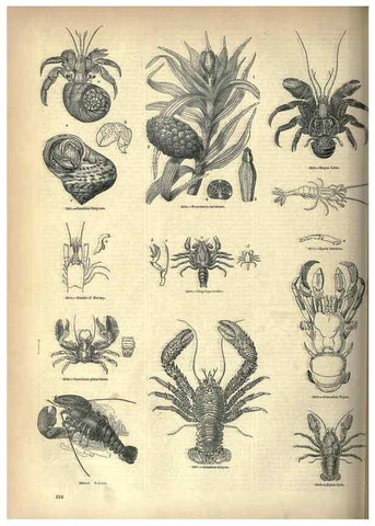 Reproducción/Reproduction 7740130946: The pictorial museum of animated nature .... London :C. Cox,[1844?]