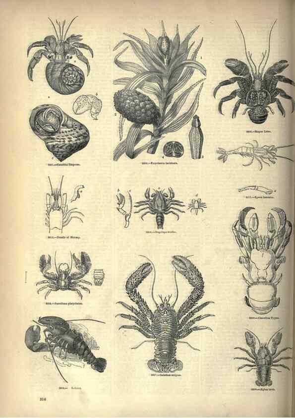 Reproducción/Reproduction 7740130946: The pictorial museum of animated nature .... London :C. Cox,[1844?]