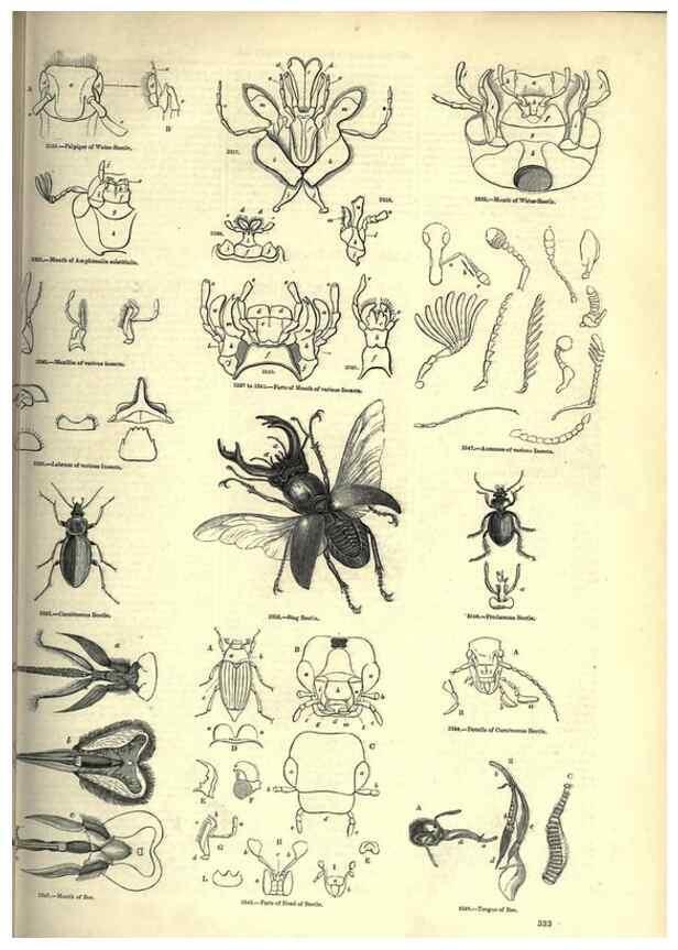 Reproducción/Reproduction 7740141172: The pictorial museum of animated nature .... London :C. Cox,[1844?]