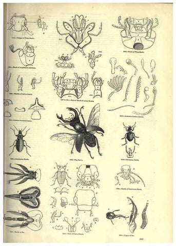 Reproducción/Reproduction 7740141172: The pictorial museum of animated nature .... London :C. Cox,[1844?]