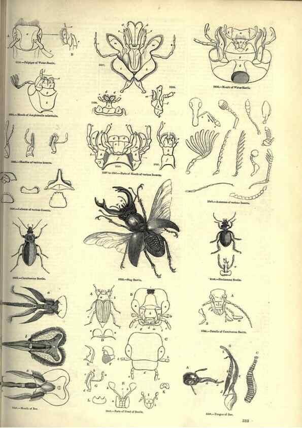 Reproducción/Reproduction 7740141172: The pictorial museum of animated nature .... London :C. Cox,[1844?]