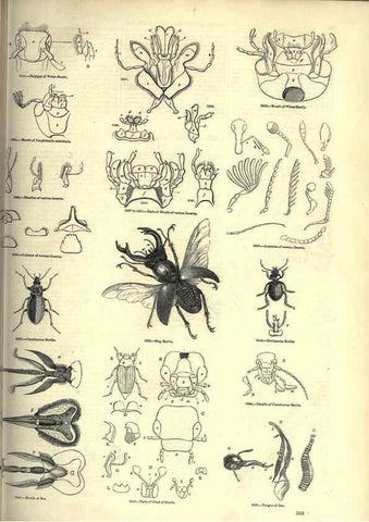 Reproducción/Reproduction 7740141172: The pictorial museum of animated nature .... London :C. Cox,[1844?]