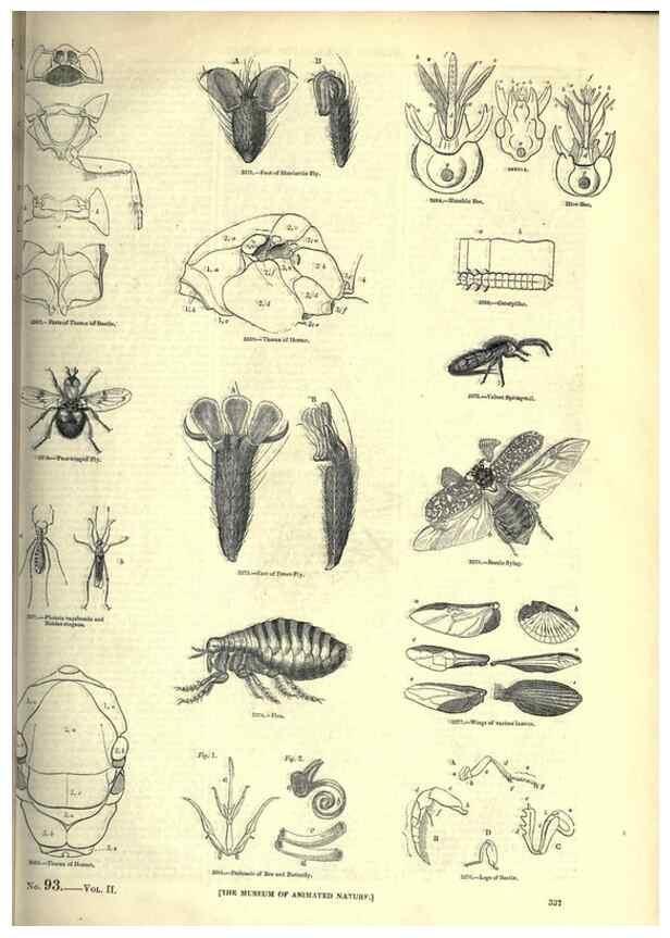 Reproducción/Reproduction 7740143490: The pictorial museum of animated nature .... London :C. Cox,[1844?]