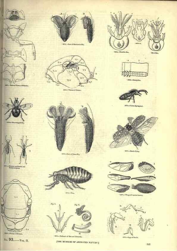 Reproducción/Reproduction 7740143490: The pictorial museum of animated nature .... London :C. Cox,[1844?]