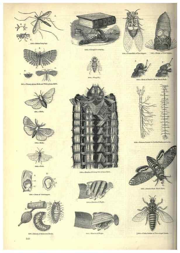 Reproducción/Reproduction 7740144508: The pictorial museum of animated nature .... London :C. Cox,[1844?]