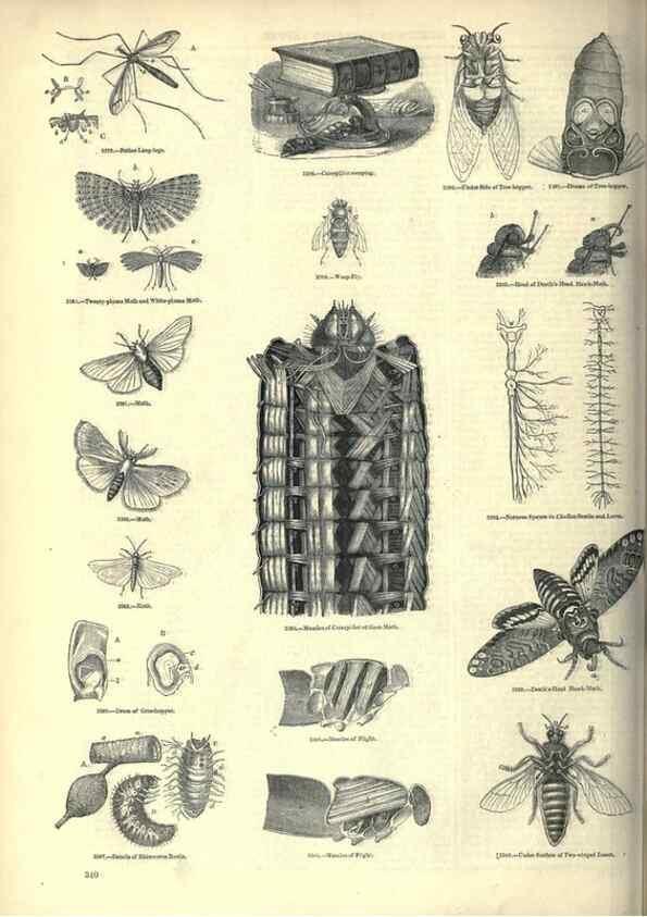Reproducción/Reproduction 7740144508: The pictorial museum of animated nature .... London :C. Cox,[1844?]