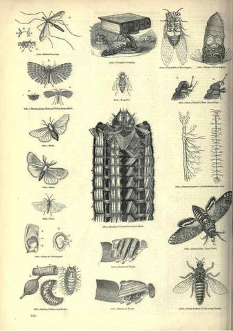 Reproducción/Reproduction 7740144508: The pictorial museum of animated nature .... London :C. Cox,[1844?]