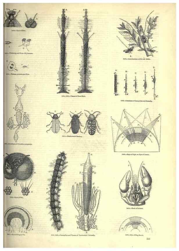 Reproducción/Reproduction 7740145526: The pictorial museum of animated nature .... London :C. Cox,[1844?]
