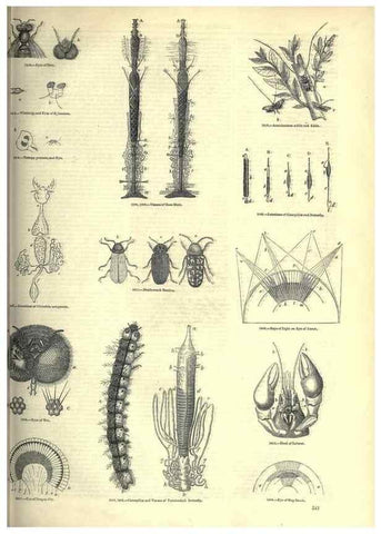 Reproducción/Reproduction 7740145526: The pictorial museum of animated nature .... London :C. Cox,[1844?]