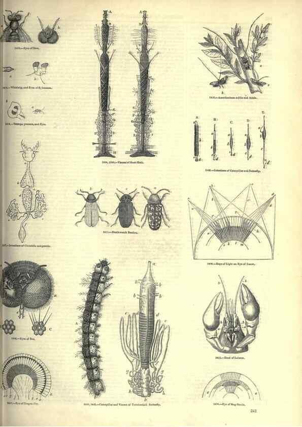 Reproducción/Reproduction 7740145526: The pictorial museum of animated nature .... London :C. Cox,[1844?]