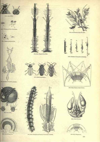 Reproducción/Reproduction 7740145526: The pictorial museum of animated nature .... London :C. Cox,[1844?]