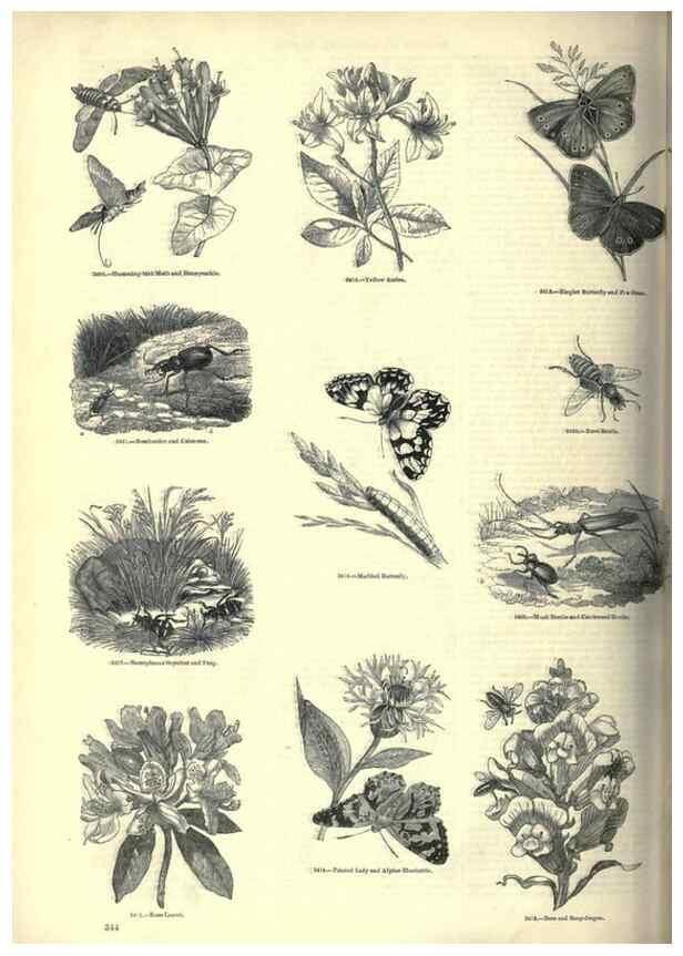 Reproducción/Reproduction 7740146664: The pictorial museum of animated nature .... London :C. Cox,[1844?]