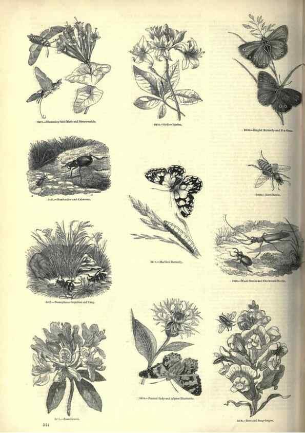 Reproducción/Reproduction 7740146664: The pictorial museum of animated nature .... London :C. Cox,[1844?]