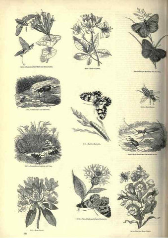 Reproducción/Reproduction 7740146664: The pictorial museum of animated nature .... London :C. Cox,[1844?]
