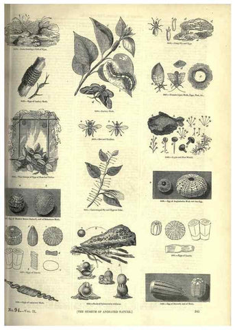 Reproducción/Reproduction 7740147884: The pictorial museum of animated nature .... London :C. Cox,[1844?]