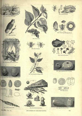 Reproducción/Reproduction 7740147884: The pictorial museum of animated nature .... London :C. Cox,[1844?]