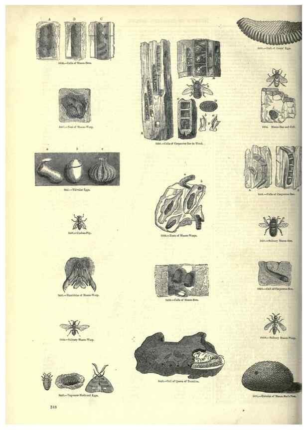 Reproducción/Reproduction 7740149044: The pictorial museum of animated nature .... London :C. Cox,[1844?]