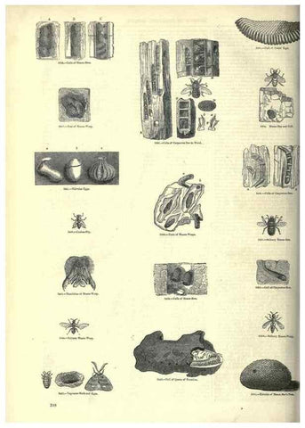 Reproducción/Reproduction 7740149044: The pictorial museum of animated nature .... London :C. Cox,[1844?]