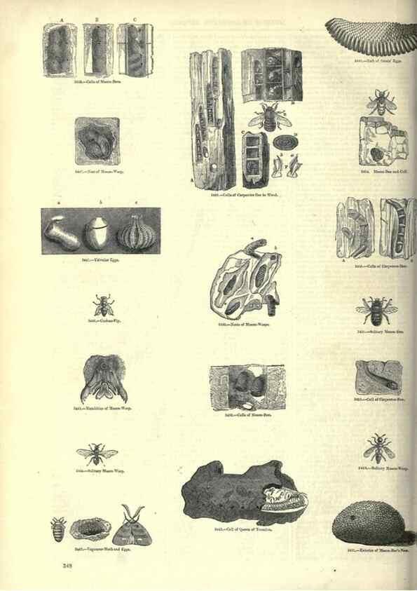Reproducción/Reproduction 7740149044: The pictorial museum of animated nature .... London :C. Cox,[1844?]