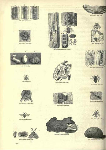 Reproducción/Reproduction 7740149044: The pictorial museum of animated nature .... London :C. Cox,[1844?]