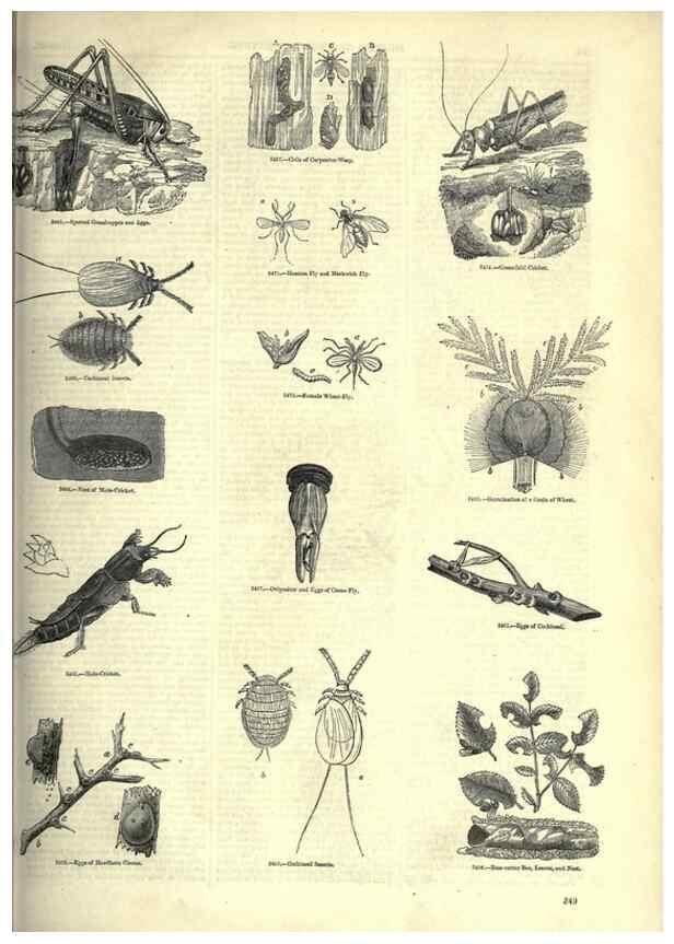 Reproducción/Reproduction 7740150188: The pictorial museum of animated nature .... London :C. Cox,[1844?]