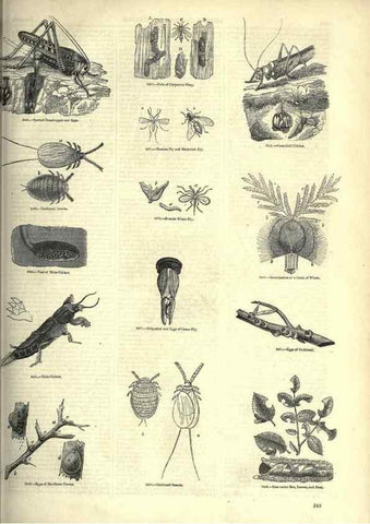 Reproducción/Reproduction 7740150188: The pictorial museum of animated nature .... London :C. Cox,[1844?]