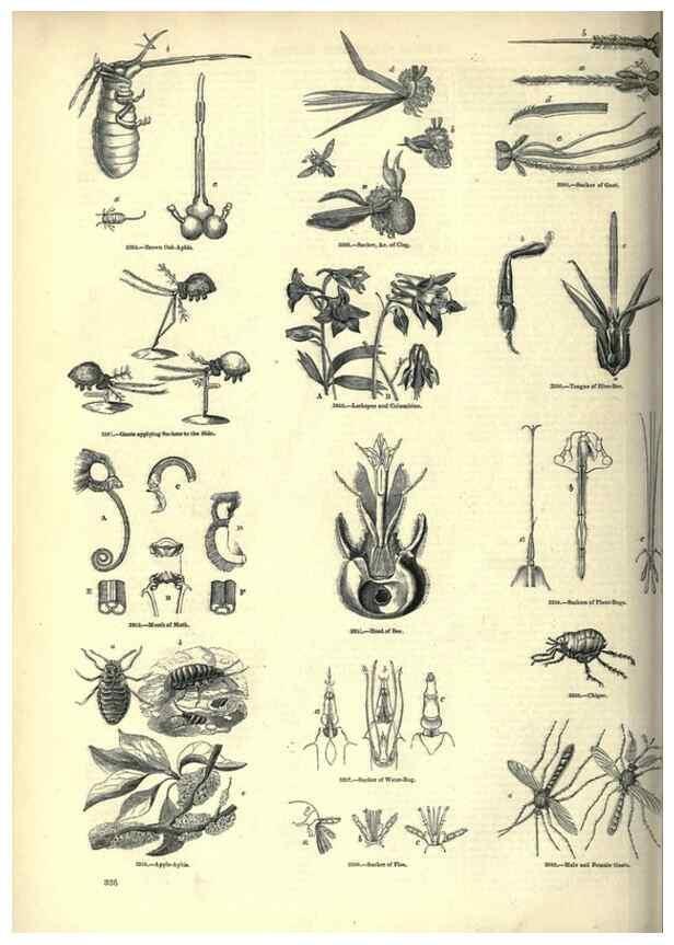 Reproducción/Reproduction 7740142468: The pictorial museum of animated nature .... London :C. Cox,[1844?]