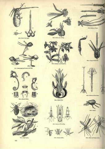 Reproducción/Reproduction 7740142468: The pictorial museum of animated nature .... London :C. Cox,[1844?]