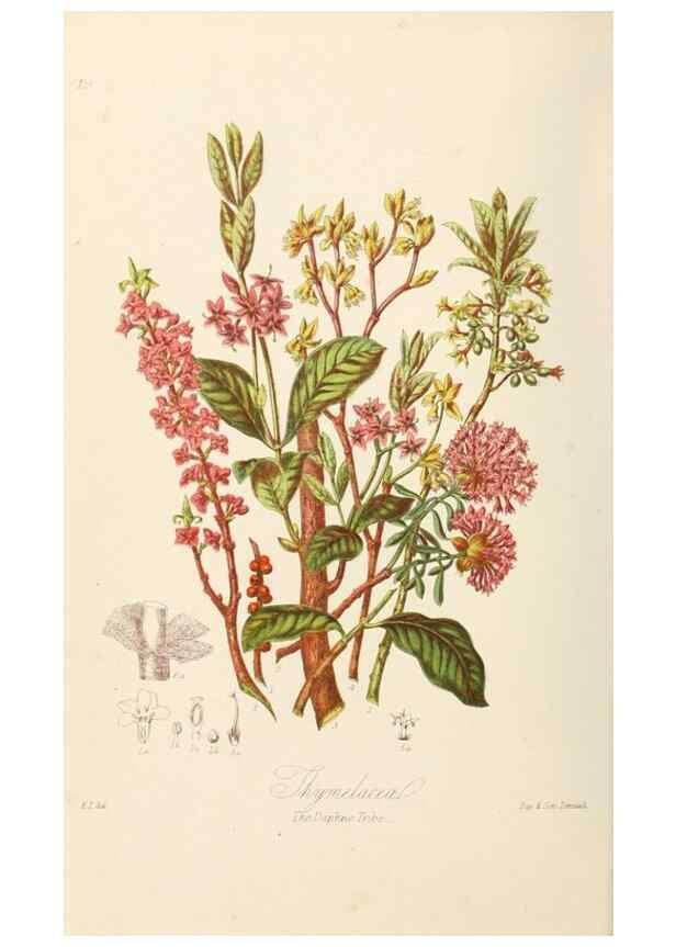 Reproducción/Reproduction 7739422710: Illustrations of the natural orders of plants with groups and descriptions.. London :Sampson Low, Son, and Marston,1868.
