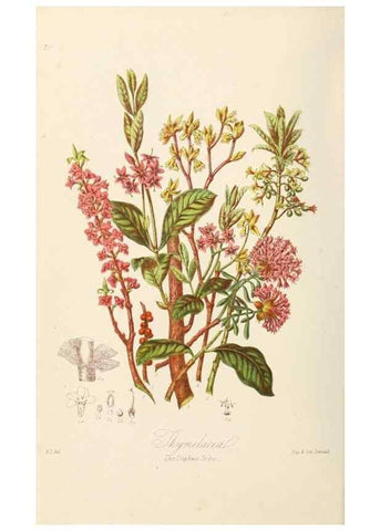 Reproducción/Reproduction 7739422710: Illustrations of the natural orders of plants with groups and descriptions.. London :Sampson Low, Son, and Marston,1868.