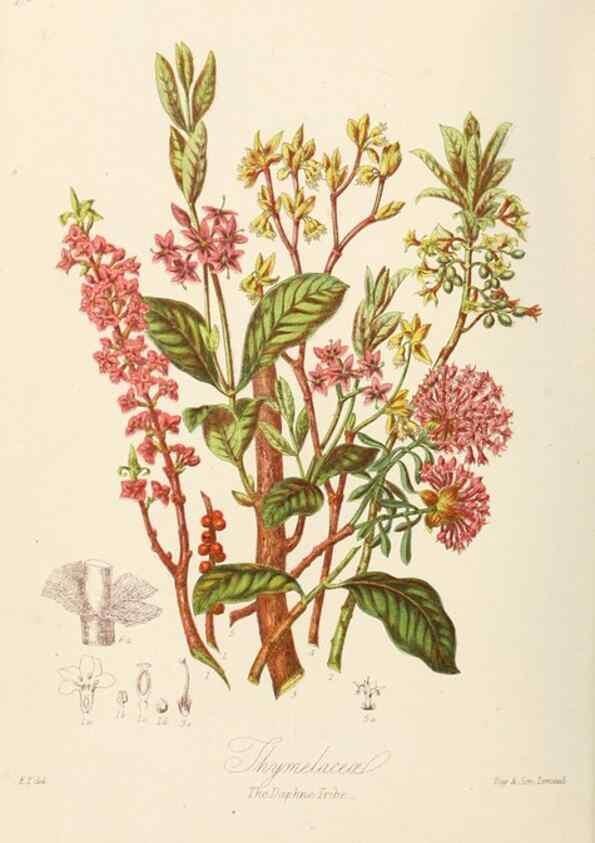 Reproducción/Reproduction 7739422710: Illustrations of the natural orders of plants with groups and descriptions.. London :Sampson Low, Son, and Marston,1868.