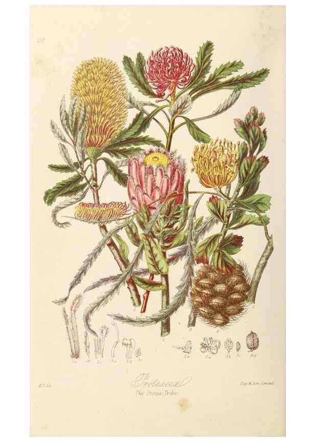 Reproducción/Reproduction 7739421844: Illustrations of the natural orders of plants with groups and descriptions.. London :Sampson Low, Son, and Marston,1868.