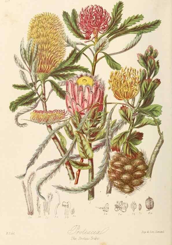 Reproducción/Reproduction 7739421844: Illustrations of the natural orders of plants with groups and descriptions.. London :Sampson Low, Son, and Marston,1868.