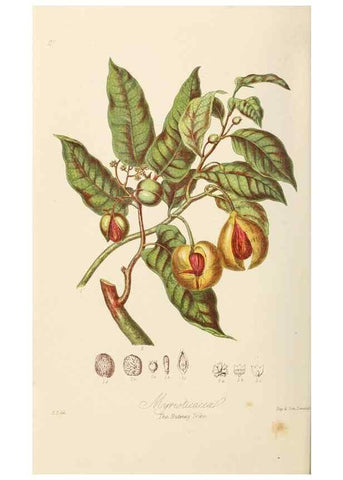 Reproducción/Reproduction 7739420810: Illustrations of the natural orders of plants with groups and descriptions.. London :Sampson Low, Son, and Marston,1868.