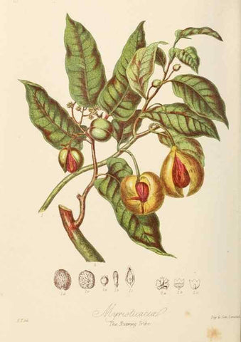 Reproducción/Reproduction 7739420810: Illustrations of the natural orders of plants with groups and descriptions.. London :Sampson Low, Son, and Marston,1868.
