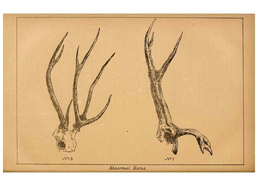 Reproducción/Reproduction 7652078756: The Journal of the Bombay Natural History Society.. Bombay :The Society,
