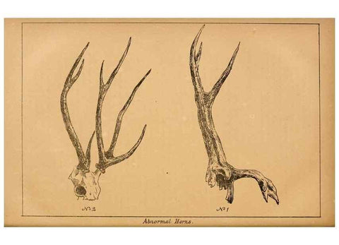 Reproducción/Reproduction 7652078756: The Journal of the Bombay Natural History Society.. Bombay :The Society,