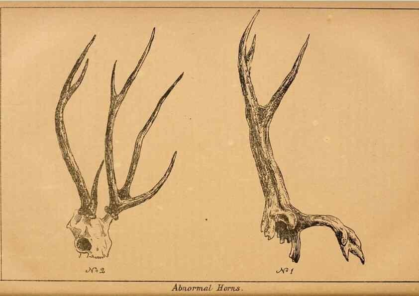 Reproducción/Reproduction 7652078756: The Journal of the Bombay Natural History Society.. Bombay :The Society,
