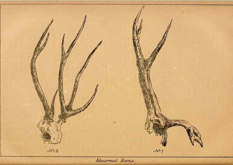 Reproducción/Reproduction 7652078756: The Journal of the Bombay Natural History Society.. Bombay :The Society,