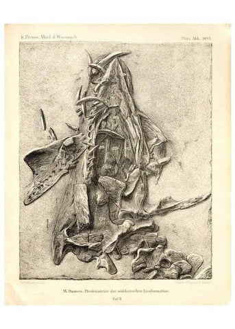 Reproducción/Reproduction 7676130010: Die plesiosaurier der süddeutschen Liasformation /. Berlin :Königl. Akademie der Wissenschaften,1895.