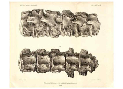 Reproducción/Reproduction 7676131798: Die plesiosaurier der süddeutschen Liasformation /. Berlin :Königl. Akademie der Wissenschaften,1895.