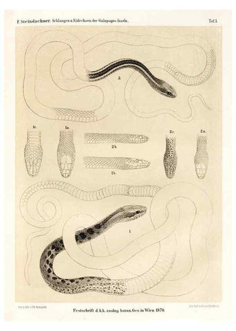 Reproducción/Reproduction 7676231164: Die schlangen und eidechsen der Galapagos-inseln /. Wien :K.K. Zoologisch-botanischen gesellschaft,1876.