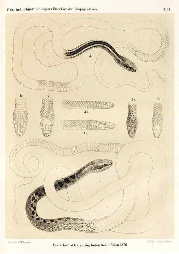 Reproducción/Reproduction 7676231164: Die schlangen und eidechsen der Galapagos-inseln /. Wien :K.K. Zoologisch-botanischen gesellschaft,1876.