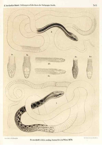 Reproducción/Reproduction 7676231164: Die schlangen und eidechsen der Galapagos-inseln /. Wien :K.K. Zoologisch-botanischen gesellschaft,1876.